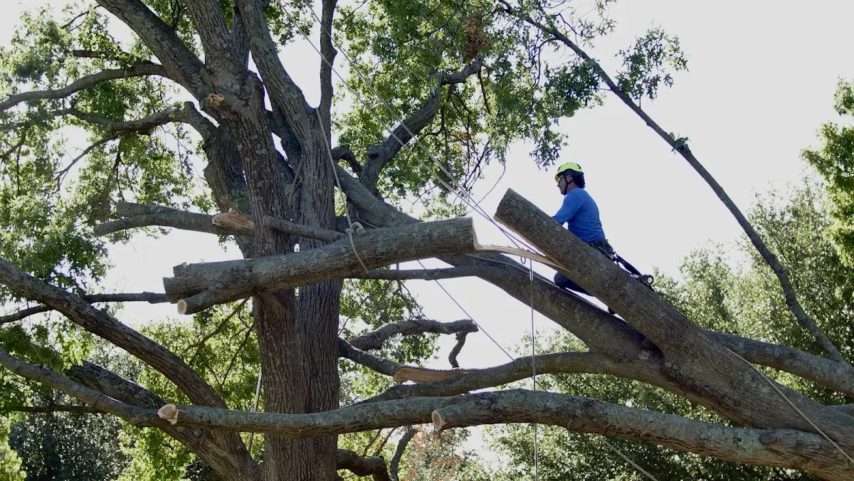 Professional Hazardous Tree Removal performed by certified arborists in Barre